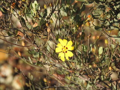 Cistus halimifolius