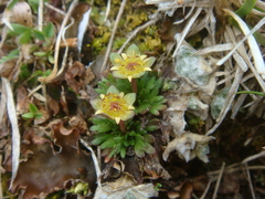 Saxifraga styriaca