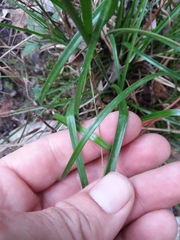 Rhynchospora inexpansa