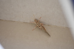 Schistocerca gregaria