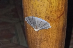 Orudiza protheclaria