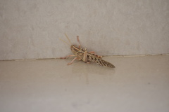 Schistocerca gregaria