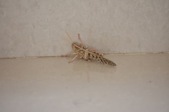 Schistocerca gregaria