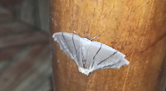 Orudiza protheclaria