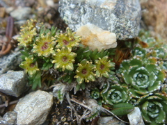 Saxifraga styriaca
