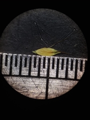 Rhynchospora inexpansa