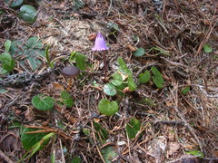 Soldanella pusilla