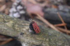 Dictyoptera