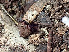 Leptogenys intermedia