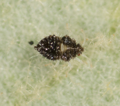 Corythucha confraterna