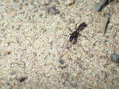 Leptogenys intermedia