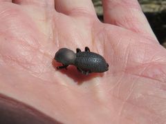 Zopherus granicollis