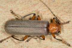 Pacificanthia consors