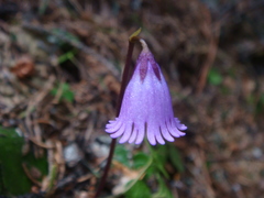 Soldanella pusilla