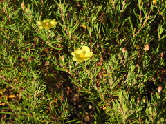 Cistus calycinus