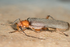 Pacificanthia consors