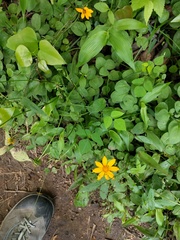 Coreopsis auriculata
