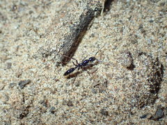 Leptogenys intermedia