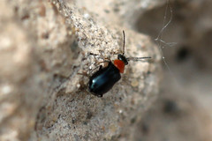 Ebaeus thoracicus