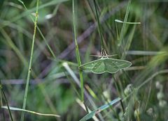 Thetidia smaragdaria