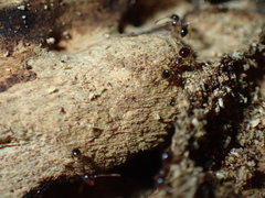 Pheidole akermani