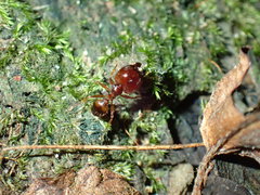 Pheidole akermani