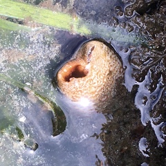 Zirfaea