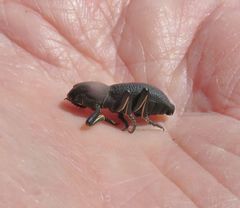 Zopherus granicollis