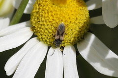 Metopoplax ditomoides