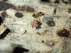 Pheidole akermani