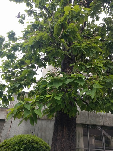 Catalpa bignonioides
