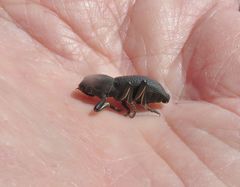 Zopherus granicollis