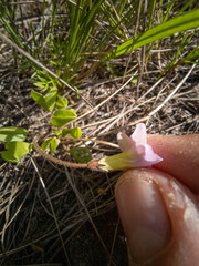 Oxalis monophylla monophylla