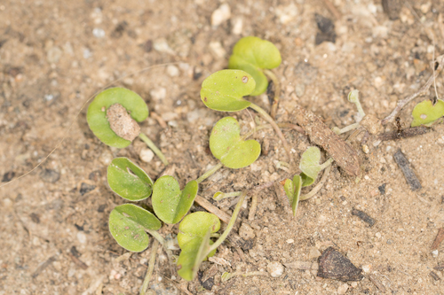 Dichondra micrantha