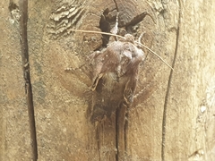 Xestia xanthographa