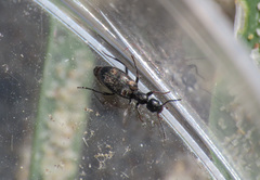 Stricticomus transversalis