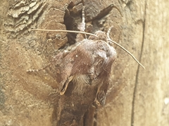 Xestia xanthographa