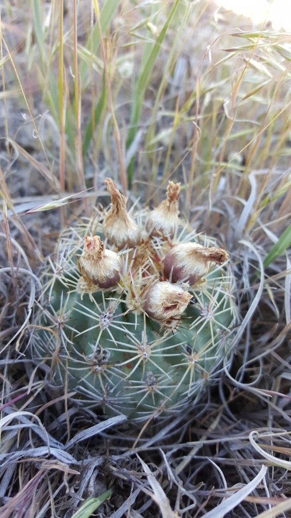 Sclerocactus brevispinus, Utah, US