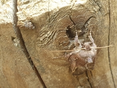 Xestia xanthographa