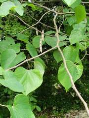 Cercis canadensis
