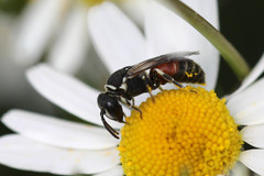 Hylaeus variegatus