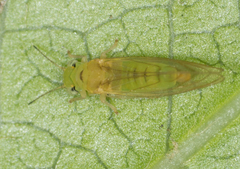 Eucalyptolyma maideni