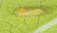 Eucalyptolyma maideni