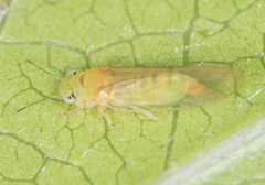 Eucalyptolyma maideni