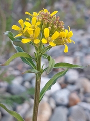 Erysimum virgatum