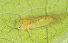 Eucalyptolyma maideni