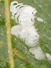 Eucalyptolyma maideni