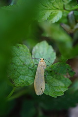 Eilema depressa