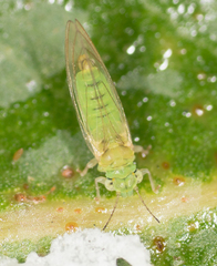 Eucalyptolyma maideni