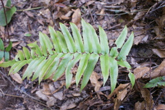 Blechnum cordatum